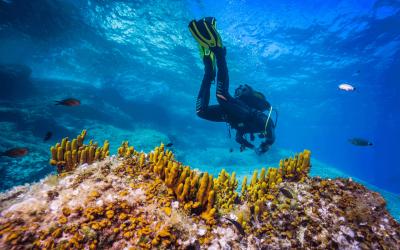 The 5 best scuba diving spots in Croatia